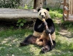 上海野生動物園、多くの「新メンバー」が登場