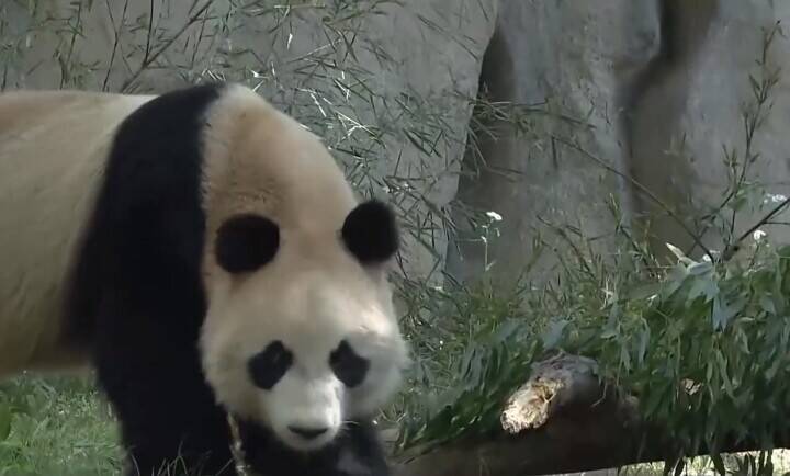 上海野生動物園、多くの「新メンバー」が登場