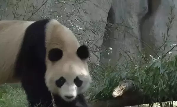 「上海野生動物園、多くの「新メンバー」が登場」の画像