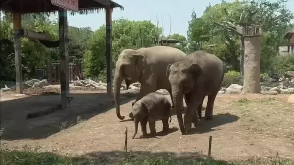 「上海野生動物園、多くの「新メンバー」が登場」の画像