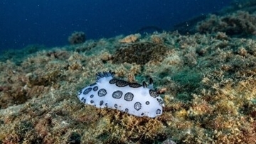 海南省の蜈支洲島でサンゴが「住みか」を形成、希少な海洋生物が相次ぎ出現―中国