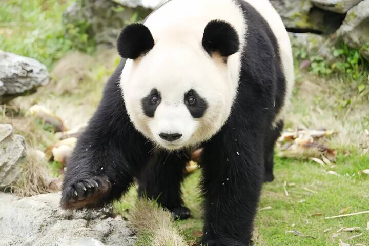 杭州のジャイアントパンダ「半半」と「香果」が相次いで病死、当局が死因など公表―中国
