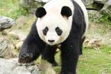 「杭州のジャイアントパンダ「半半」と「香果」が相次いで病死、当局が死因など公表―中国」の画像2