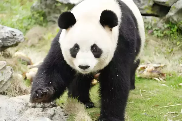 「杭州のジャイアントパンダ「半半」と「香果」が相次いで病死、当局が死因など公表―中国」の画像