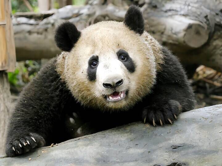 杭州のジャイアントパンダ「半半」と「香果」が相次いで病死、当局が死因など公表―中国