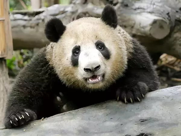 「杭州のジャイアントパンダ「半半」と「香果」が相次いで病死、当局が死因など公表―中国」の画像