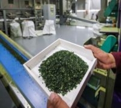 浙江省武義県で抹茶の生産始まる、生産量と販売量が倍増の見込み―中国