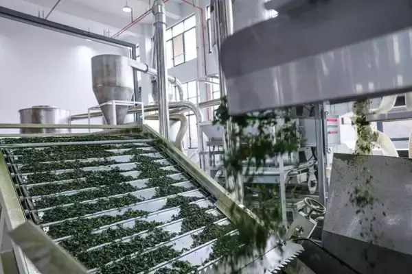 「浙江省武義県で抹茶の生産始まる、生産量と販売量が倍増の見込み―中国」の画像