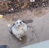 「中国のインフルエンサー犬、盗まれた後に犬肉業者に売られ殺害―中国」の画像1