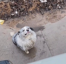 中国のインフルエンサー犬、盗まれた後に犬肉業者に売られ殺害―中国