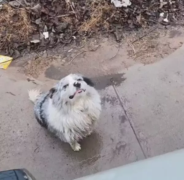 中国のインフルエンサー犬、盗まれた後に犬肉業者に売られ殺害―中国