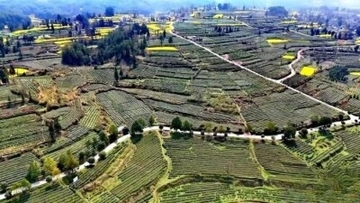 貴州省の茶畑、ビッグデータで全過程のモニタリングを実現―中国