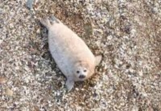 遼東湾に生息するゴマフアザラシの数は約2000頭をキープ―中国