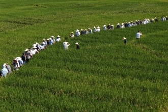 ハイブリッド稲の大規模超多収採種、単位収量が過去最高を更新―中国