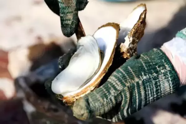 ノロウイルスによる食中毒相次ぐ香港、韓国からの輸入・販売中止＝韓国ネット「国家的な恥」