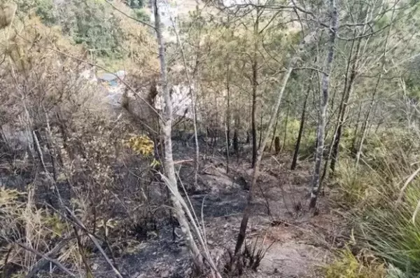「1日に5件の森林火災、原因はいずれも爆竹・花火―広東省梅州市」の画像