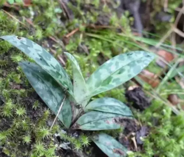 中国の国家1級保護野生植物「彩雲兜蘭」、雲南の野生環境で定着