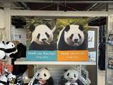 「上野動物園のパンダ2頭が中国に返還へ、中国外交部「日本の皆さんがパンダに会いに中国に来ることを歓迎」」の画像1