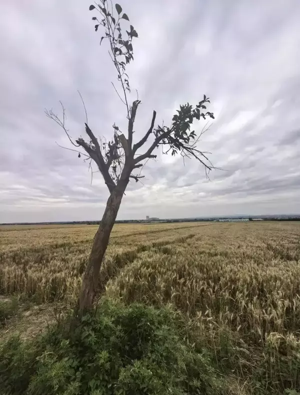 「観光客に麦畑を踏み荒らされた村民が怒り、フォトスポットの一本木を切る―中国」の画像
