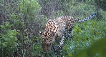 北京から30年間姿を消しているキタシナヒョウが160キロ離れた河北省で確認―中国