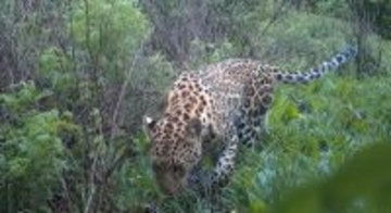 北京から30年間姿を消しているキタシナヒョウが160キロ離れた河北省で確認―中国