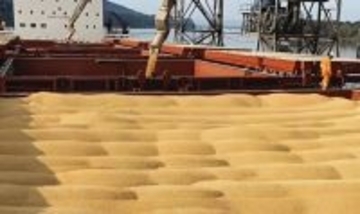 中国農村緑書、2026年の大豆輸入規模は高水準を維持