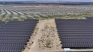 青海省の世界最大発電量の太陽光発電園区に「ソーラー羊」の出荷シーズン到来―中国