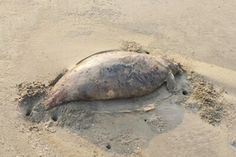 広東省湛江市の砂浜で見つかった死骸は「機能的絶滅」のジュゴンではなくスナメリ―中国