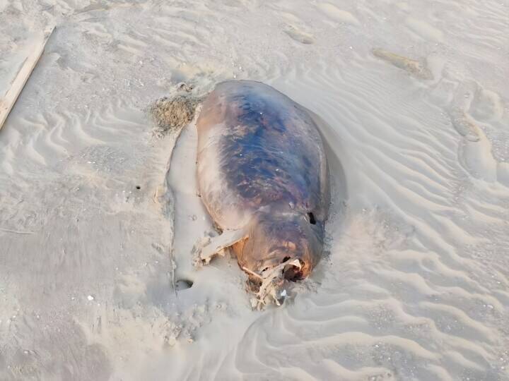 広東省湛江市の砂浜で見つかった死骸は「機能的絶滅」のジュゴンではなくスナメリ―中国