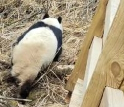 九寨溝景区で野生パンダの姿、2017年の地震発生以来初―中国