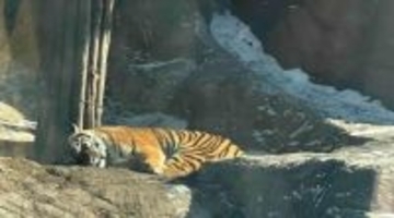 黒竜江で300頭余りのアムールトラが交代で「軽断食」―中国