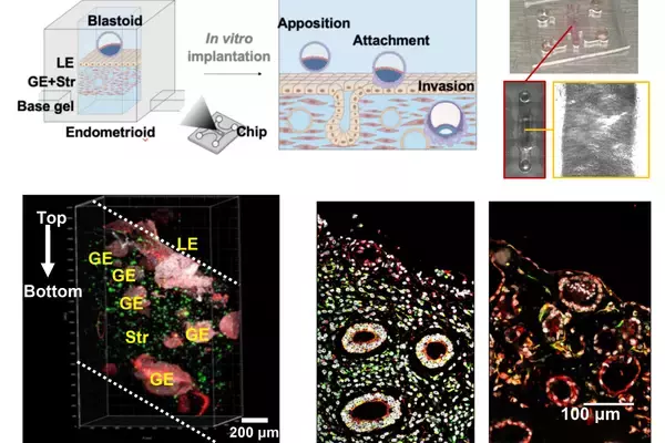 中国と外国の共同チーム、ヒト胚着床過程を実験室で初めて再現