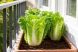 「中国で相次ぐ食品安全問題、自ら野菜を育てる人が増加―中国メディア」の画像1