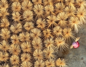 中国の竹産業の年産額が11兆円超に