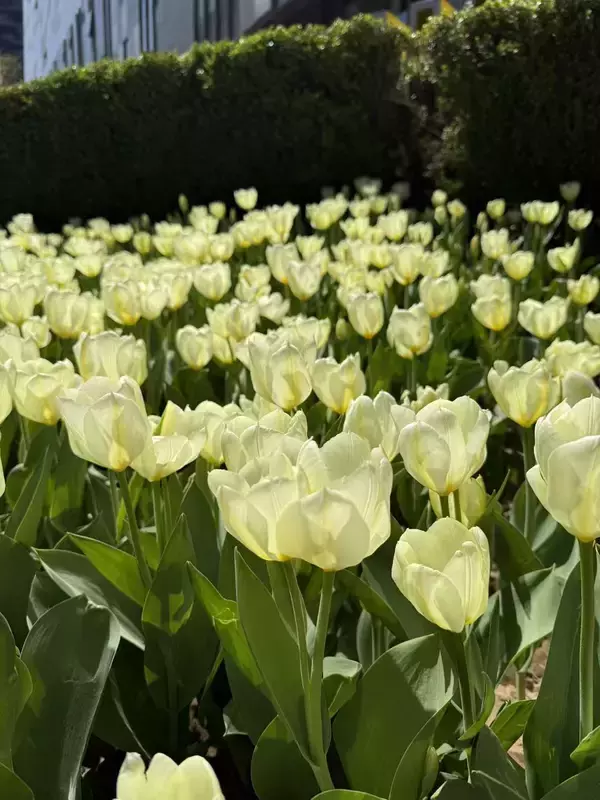 春になると黄色い花がより早い時期に咲くのはなぜ？―中国