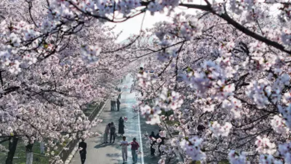 「連休前に8割以上が「旅行前に詳細計画を作成」と回答―中国」の画像