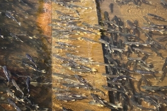 川が遡上する魚でいっぱいに、青蔵高原に年に一度の「湟魚回遊シーズン」到来―中国