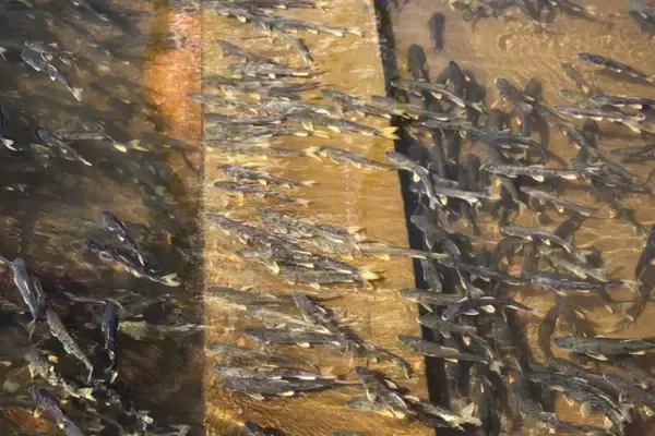 川が遡上する魚でいっぱいに、青蔵高原に年に一度の「湟魚回遊シーズン」到来―中国