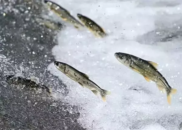 「川が遡上する魚でいっぱいに、青蔵高原に年に一度の「湟魚回遊シーズン」到来―中国」の画像