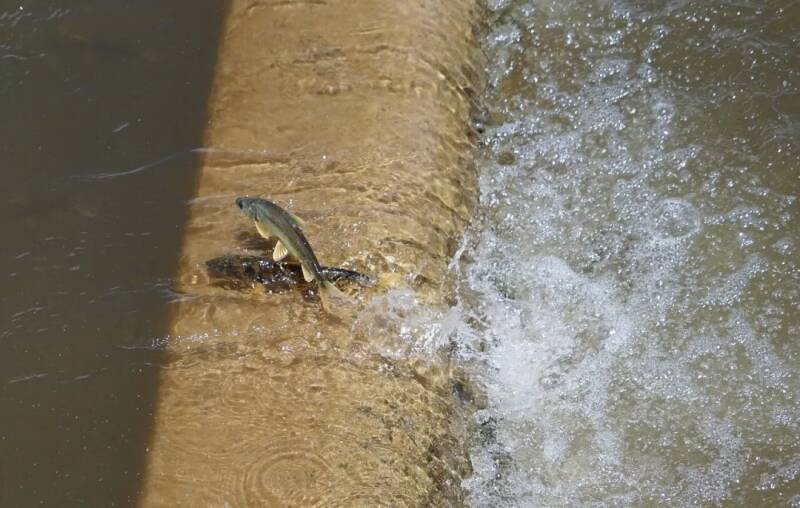 川が遡上する魚でいっぱいに、青蔵高原に年に一度の「湟魚回遊シーズン」到来―中国