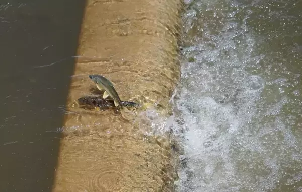 「川が遡上する魚でいっぱいに、青蔵高原に年に一度の「湟魚回遊シーズン」到来―中国」の画像