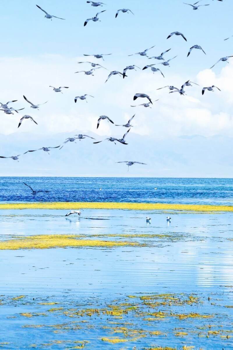 川が遡上する魚でいっぱいに、青蔵高原に年に一度の「湟魚回遊シーズン」到来―中国
