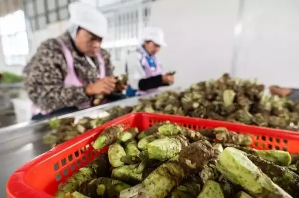 「日本にも輸出、ワサビ栽培で農家の増収をバックアップ―雲南省保山市」の画像