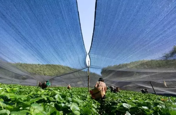「日本にも輸出、ワサビ栽培で農家の増収をバックアップ―雲南省保山市」の画像