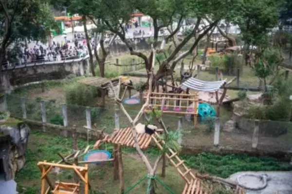 重慶動物園のパンダがリニューアルしたパンダ舎に引っ越し―重慶市