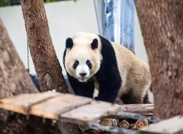 「重慶動物園のパンダがリニューアルしたパンダ舎に引っ越し―重慶市」の画像