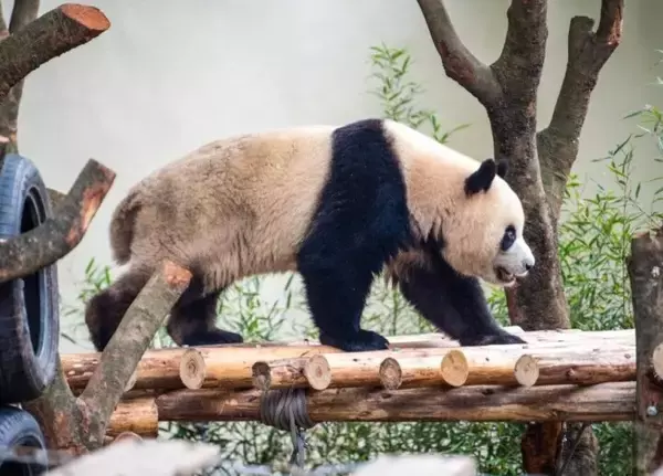 「重慶動物園のパンダがリニューアルしたパンダ舎に引っ越し―重慶市」の画像