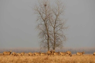 湖北省で快適に暮らすシフゾウ―中国
