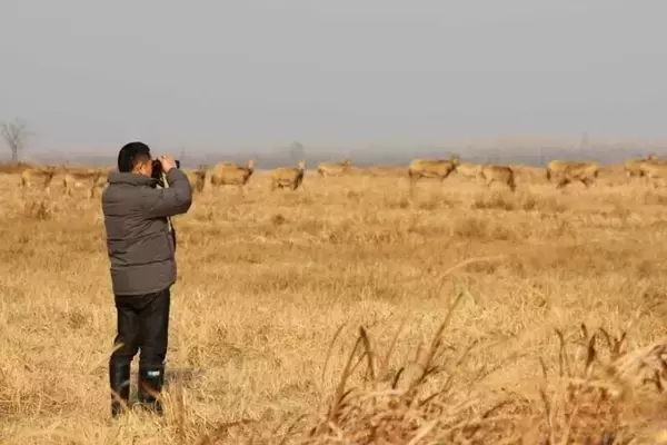 「湖北省で快適に暮らすシフゾウ―中国」の画像