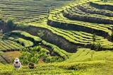 「雲南省に春茶の収穫シーズンが間もなく到来、茶摘み職人の確保急ぐ―中国」の画像1